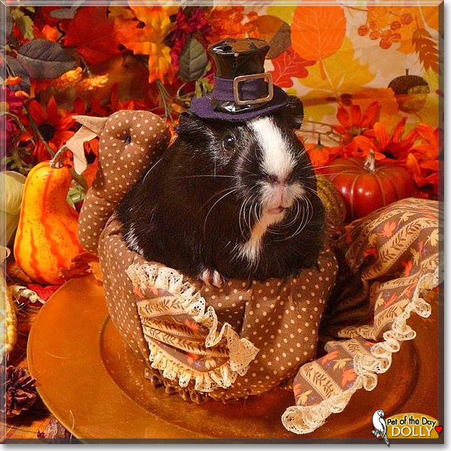 Zoey, Dolly, the Pet of the Day Zoey, Dolly, the Pet of the Day