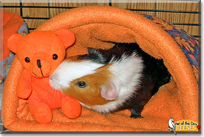 Reeses, the Pet of the Day Reeses, the Pet of the Day