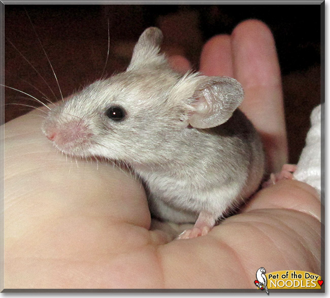Noodles, the Pet of the Day Noodles, the Pet of the Day