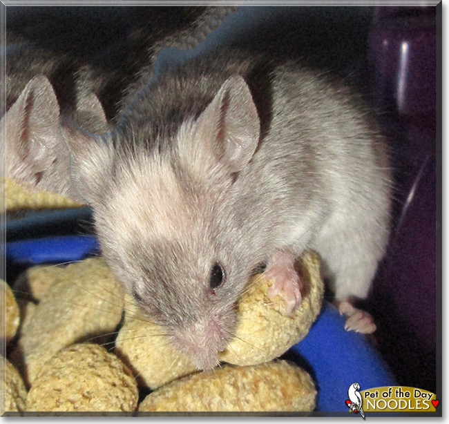 Noodles, the Pet of the Day Noodles, the Pet of the Day