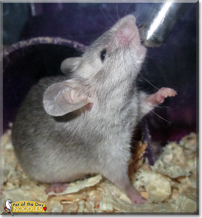 Noodles, the Pet of the Day Noodles, the Pet of the Day