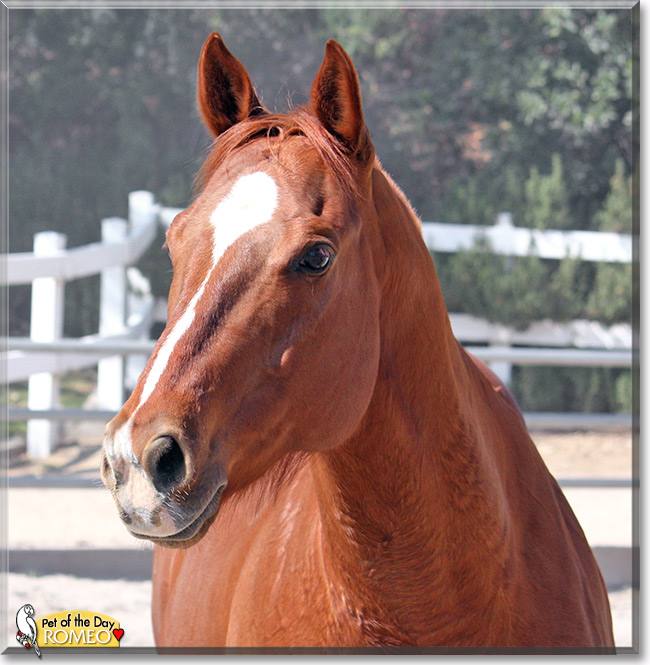 Romeo, the Pet of the Day Romeo, the Pet of the Day
