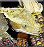 Cappuccino the Crested Gecko
