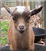 Xena Warrior Princess the Nigerian Dwarf Goat
