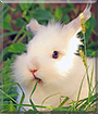 Helena the Dwarf rabbit