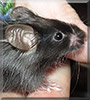 Cupcake the Fancy mouse
