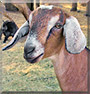 RubyBee the Nubian goat