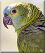 Mopar the Blue Front Amazon Parrot