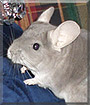 Chilli the Violet Chinchilla