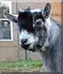 Sky Boy the Pygmy Goat