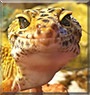 Izzy the Leopard Gecko