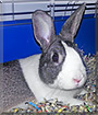Pepper the Dutch Rabbit