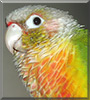 Peatree the Pineapple Green Cheek Conure
