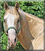 Dancer the Palomino mix