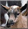 Daisy the Nigerian Dwarf Goat