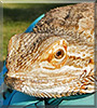 Beardy the Bearded Dragon