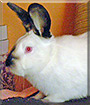 Tiva the Californian Rabbit