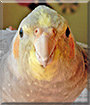 Dewey the Cockatiel