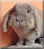 Dragibus the Lop Rabbit