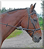 Heppe the Warmblood Horse