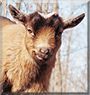 Bailey the Pygmy Goat
