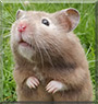 Houdini the Sable Hamster