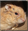 Dave the Russian Hamster