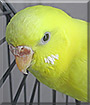 Hermione the Budgie