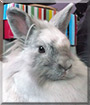Isidora the Lionhead Rabbit
