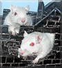 Romeo & Clyde the Gerbil