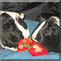 Zoey, Dolly the Guinea Pig
