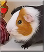Reeses the Guinea Pig