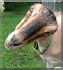 Hallie the LaMancha Dairy Goat