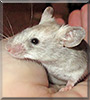 Noodles the Mouse