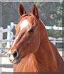 Romeo the Quarter Horse