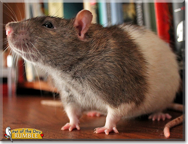 Rumble, the Pet of the Day Rumble, the Pet of the Day