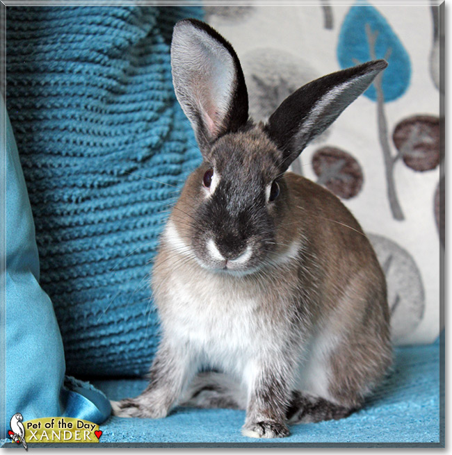 Xander, the Pet of the Day Xander, the Pet of the Day