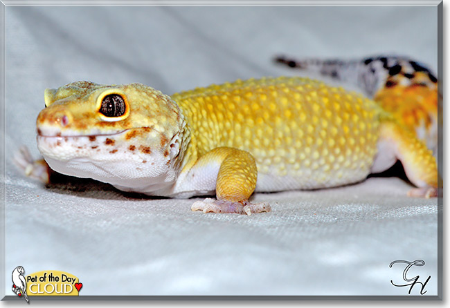 Cloud, the Pet of the Day Cloud, the Pet of the Day