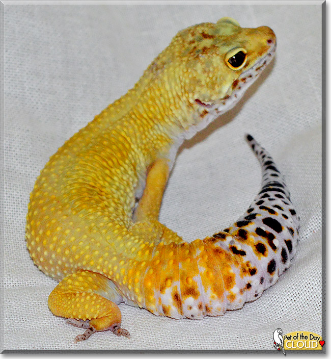 Cloud, the Pet of the Day Cloud, the Pet of the Day