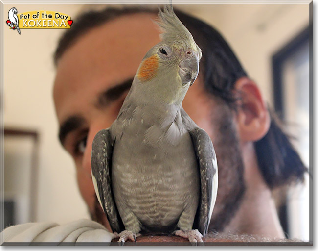 Kokeena, the Pet of the Day Kokeena, the Pet of the Day