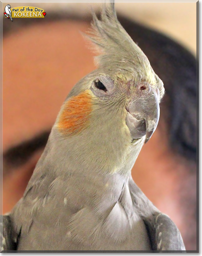 Kokeena, the Pet of the Day Kokeena, the Pet of the Day