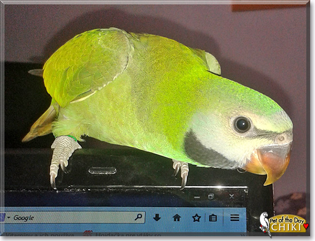 Chiki, the Pet of the Day Chiki, the Pet of the Day