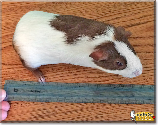 Rose, the Pet of the Day Rose, the Pet of the Day