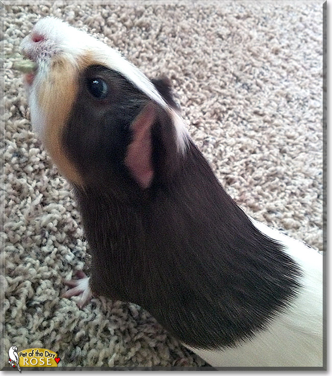 Rose, the Pet of the Day Rose, the Pet of the Day
