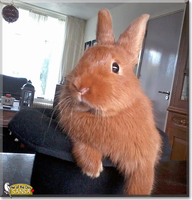 Sansa, the Pet of the Day Sansa, the Pet of the Day