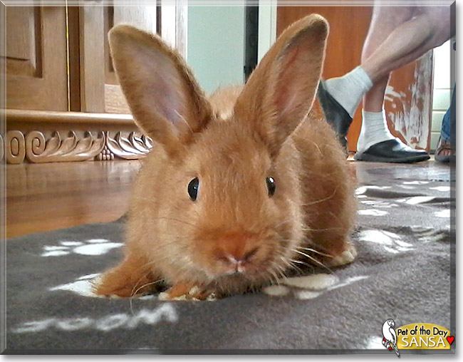 Sansa, the Pet of the Day Sansa, the Pet of the Day