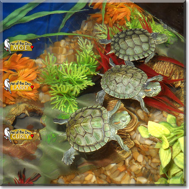 Larry, Curly & Moe, the Pet of the Day Larry, Curly & Moe, the Pet of the Day
