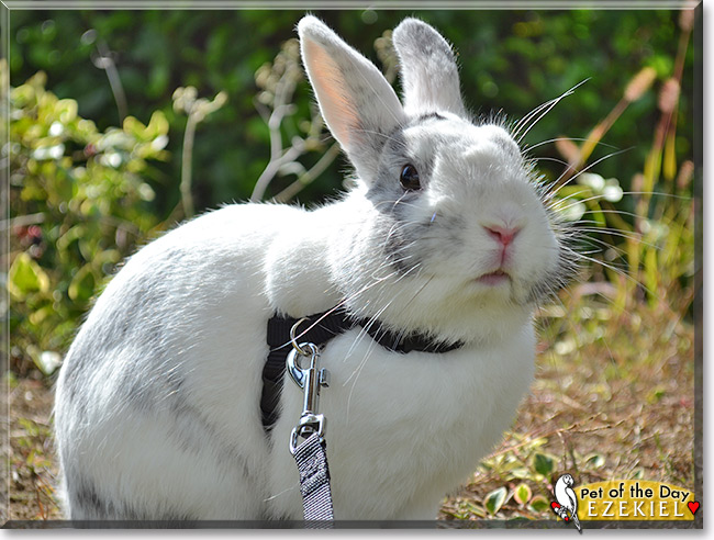 Ezekiel, the Pet of the Day Ezekiel, the Pet of the Day