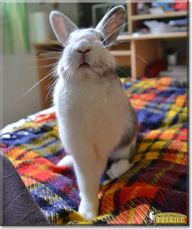 Ezekiel, the Pet of the Day Ezekiel, the Pet of the Day