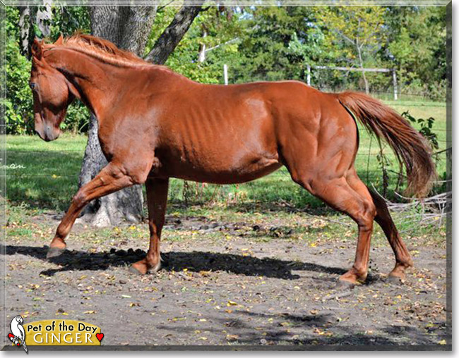 Ginger, the Pet of the Day Ginger, the Pet of the Day